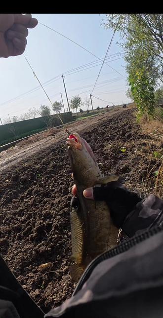 爆炸蛙 打黑 雷强 路亚