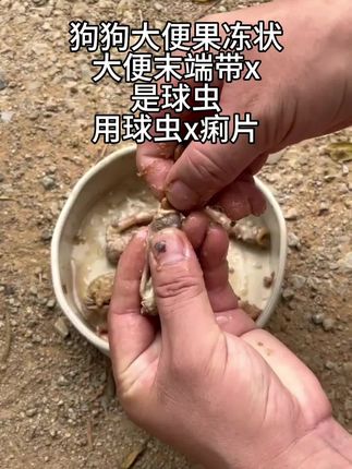 狗狗大便果冻状大便末端带血是球虫用球虫血痢片#我和我的狗 #日常生活 #养狗日常 #vlog日常