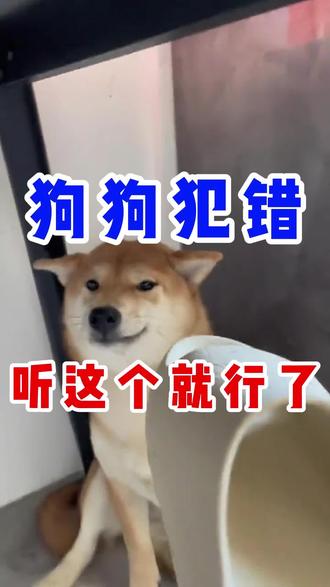 狗狗犯错听这个就行了!#狗狗#狗狗日常#狗狗通人性#养狗人