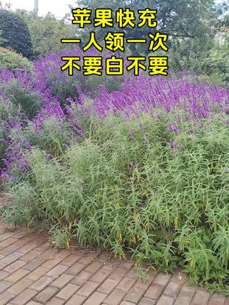 #苹果快充 #苹果数据线 #快充 #充电器 #数据线