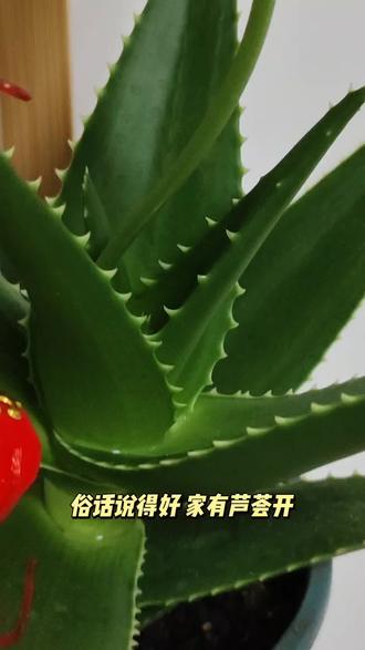 在民间和文化传统中,见芦荟开花通常被视为吉祥的象征,有着多种美好的寓意:
- 好运降临:芦荟开花比较少见,如同铁树开花,所以被认为是好兆头,预示着好运来临,看到的人可能会实现心愿,事事顺利。
- 财运亨通:在风水学中,芦荟有招财化煞的作用,开花意味着家中风水得到改善,财运会有所增长,可能会有意外之财或商机出现。
- 健康长寿:芦荟具有药用价值,能吸收有害物质、净化空气。其开花表明植株长势良好,象征着家中风水好,家人会健康长寿。
- 家庭和睦:芦荟开花寓意着家庭和谐、幸福美满,也可能预示着家中即将增添人丁,子孙后代会事业有成、家庭幸福
#芦荟开花 #好运连连#让喜欢的事成为生活