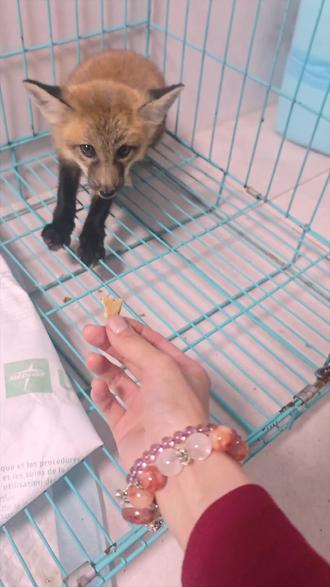 又像猫又像狗 吴狐狐又怂又贪吃~#赤狐