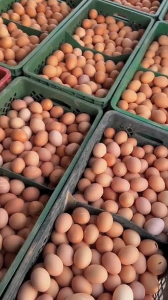 #鸡蛋价格上涨 #养殖人加油 ,1月17日鸡蛋价格最新消息@抖音小助手