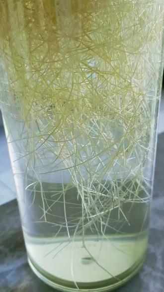 水培红豆#水培红豆#水培植物 #养花小知识