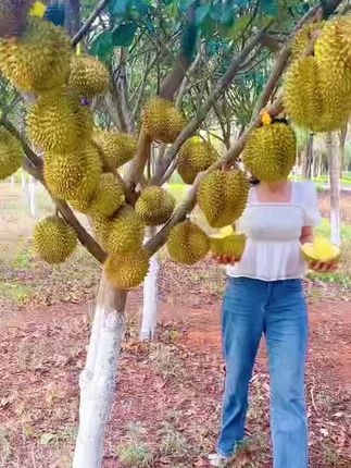#供应链工厂