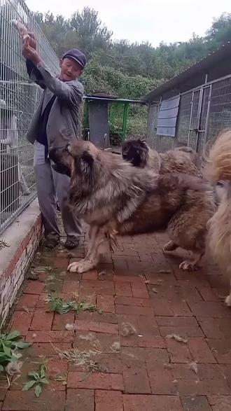高加索巨型犬,俄罗斯巨型犬#高加索幼犬 #高加索护卫犬