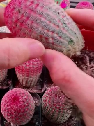实生红太阳紫太阳仙人球有根开红花多肉植物#仙人球 #红太阳 #多肉植物 #园艺生活 #爱生活爱养花 @DOU+上热门 @DOU+小助手