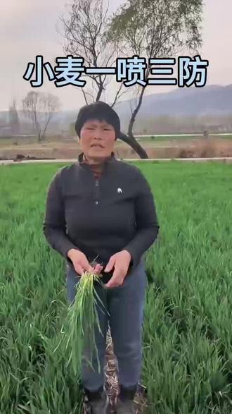 拔节一喷三防就是决定穗大,粒多侧关键期,希望大家重视起来#