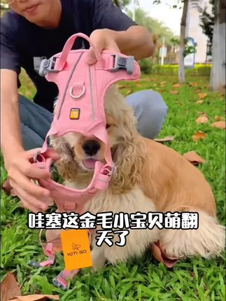 KiTi GO 狗狗牵引绳宠物胸背带 遛狗牵引绳夏季新款防爆冲胸背 N1#热门