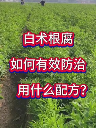 #白术种植#药材种植#白术根腐