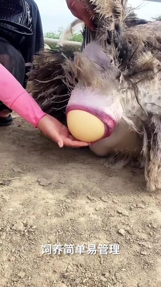 小蓝鸟在哪弄 oA6DeYPXyECZAKAPEBAfE8mhIjzCMcAESgNiyH~tplv-dy-resize-origshort-autoq-75:330.jpeg?x-expires=2003083200&x-signature=DvpXKdqC2iGvgQZmapM2f9Nq16c%3D&from=3213915784&s=PackSourceEnum_AWEME_DETAIL&se=false&sc=cover&biz_tag=pcweb_cover&l=20230626043904C230DADAAD7F756B32D0