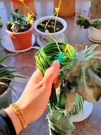 #植物固定防倒伏花架子#撑花架子#花架子