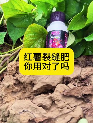 红薯裂缝肥,你用对了吗