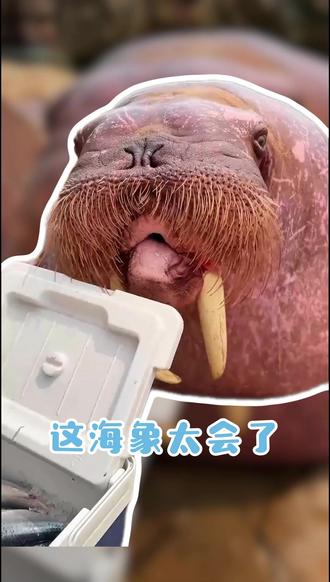老乌才艺上线 #海象 #长隆海洋王国 #长隆