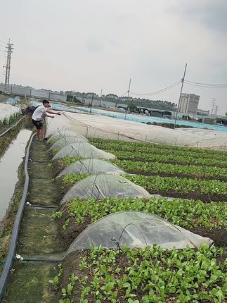 大雨马上来临,你们要看的盖膜视频今天安排上了!#农业种植 #一份耕耘一份收获
