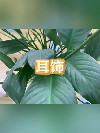 #耳饰 #耳饰耳钉 #耳环