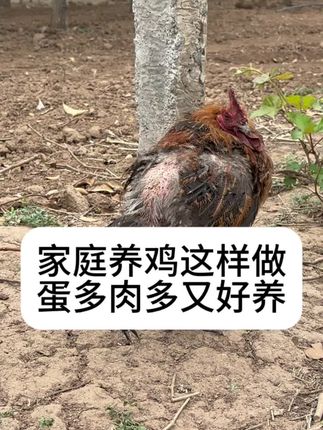 #抖音养鸡人#新手养鸡#养鸡技术#鸡寄生虫