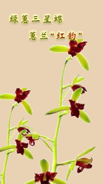 蕙兰红韵 红色三星蕊蝶花的顶级品种,由上海的王东芳先生引入并命名,在国兰里地位很高 。辨识度极高,草带标志性水晶边,壮苗易出叶蝶,复花稳定、浓香,是绿蕙红蝶热门中小铭品#蕙兰红韵 #红韵 #兰花欣赏 #三星蝶 #兰花种植