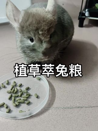 植草萃兔粮兔饲料幼兔粮宠物兔粮食成兔专用高营养#兔粮 #龙猫粮 #荷兰猪粮