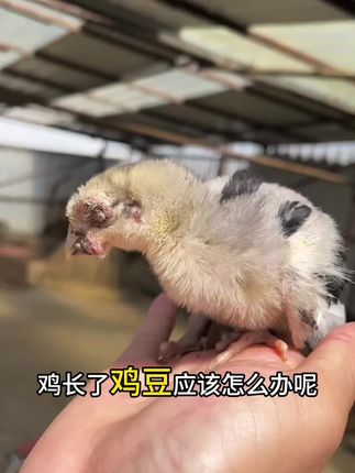 鸡有鸡痘 鸡有鸡痘#鸡痘 #三农 #鸡痘防治