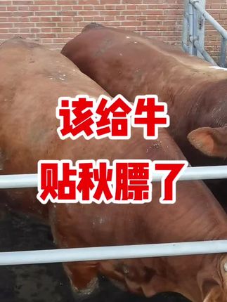 #育肥牛 育肥牛贴秋膘 誉科膘王活菌肽#誉科膘王活菌肽
