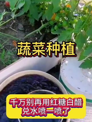 #农业种植#蔬菜种植 #三农种植 #抖音助农