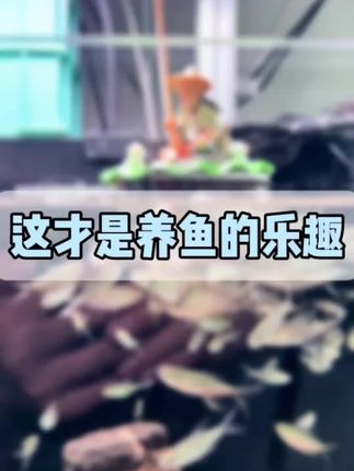 高大壮养着玩之老头钓鱼 这才是养鱼的乐趣#养鱼 #养鱼日记 #观赏鱼 #黑尾大勾 #养鱼养心