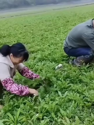 【今年新种】荠菜种子野生荠荠菜大叶季莱野荠菜阳台盆栽蔬菜种籽#荠菜 #荠菜种子 #野菜 #蔬菜种子 #乡村味道