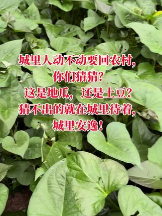 农村蔬菜基地,丰水梨儿
