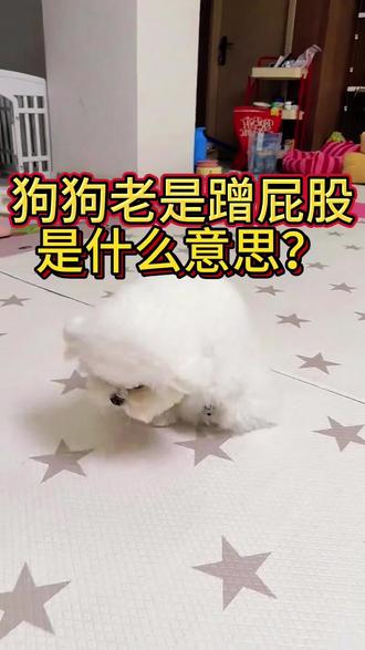 狗狗总蹭屁股?在家几毛钱就能搞定#狗狗驱虫#养狗经验分享#新手养狗#养狗省钱攻略