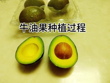 牛油果的种植过程,从二月到九月~#牛油果 #牛油果种植 #家庭水果
