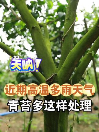 近期高温多雨天气多,果园青苔多想要处理,推荐用#快清苔青苔消除助剂 兑水喷雾使用,几天就见效,树上的青苔先是变白然后慢慢脱落!果树青苔,地面青苔都管用!#柑橘青苔防治