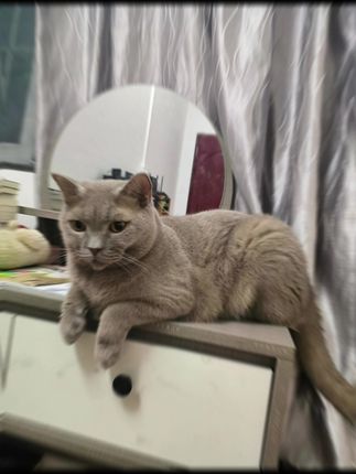 看这只慵懒的小猫咪,简直是治愈系本尊!🐱 每天回家看到它,烦恼全消。#猫咪日常 #治愈时刻#猫 #猫咪 #养猫人 #养猫新手