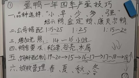 蛋鸭一年四季产蛋技巧 #正大禽料 #蛋鸭 #蛋鸭养殖技术 #热点 #鸭子
一、春季(3-5 月)—— 产蛋黄金期,抓营养与防疫
1. 环境管理
温度与光照:保持鸭舍温度 13-20℃,春季自然光照逐渐增加,可配合人工补光至每日 16-17 小时(早晚各补 1 小时),促进卵泡发育。
通风与湿度:定期通风换气,降低舍内氨气浓度,湿度控制在 60%-70%,避免潮湿引发疾病。
2. 饲料营养
高蛋白质日粮:产蛋高峰期需保证饲料中粗蛋白含量 18%-20%,添加豆粕、鱼粉、蚕蛹等,同时补充钙(3.5%-4%)、磷(0.45%-0.55%),可在鸭舍内放置贝壳粉、石粉供自由啄食。
青饲料搭配:每日添加占日粮 10%-20% 的青绿饲料(如苜蓿、白菜、水草),或补充多维素,提高维生素和矿物质摄入。
3. 日常管理
合理放牧:选择晴朗天气放牧,让鸭群自由活动、觅食昆虫和水草,增强体质。
防疫驱虫:春季是疫病高发期,及时接种禽流感、鸭瘟等疫苗,定期用驱虫药(如阿苯达唑)预防体内寄生虫。
二、夏季(6-8 月)—— 防暑降温,防热应激
1. 环境管理
降温措施:鸭舍屋顶覆盖遮阳网,中午喷洒凉水降温,开放式鸭舍可安装风扇增强通风;运动场设置阴凉区或水池,供鸭群戏水散热(水深 30-50cm,定期换水)。
调整光照:避开中午强光,早晚各补光 1 小时,保持总光照 16 小时,避免光照过长导致鸭群烦躁。
2. 饲料营养
低能量、高适口性:减少玉米等能量饲料比例,增加麦麸、绿豆等清凉饲料,添加 1%-2% 油脂补充能量;饲料中添加 0.1% 维生素 C、0.02% 小苏打,缓解热应激。
充足饮水:保证 24 小时清洁凉水供应,可在饮水中加入电解质(如氯化钾、氯化钠),防止脱水和电解质失衡。
3. 日常管理
调整饲喂时间:早、晚气温较低时多喂料(占全天 70%),中午少喂或不喂,避免高温影响食欲。
降低密度:每平方米饲养 4-5 只,减少拥挤带来的热量堆积和应激。
..............
五、通用核心管理原则
品种选择:优先饲养高产蛋鸭品种(如绍兴鸭、金定鸭),淘汰低产个体。
定期消毒:每周用生石灰或聚维酮碘对鸭舍、用具消毒,运动场每月消毒 1 次,切断病原传播。
观察健康:每日检查粪便(正常为灰黑色、成形)、采食量和精神状态,发现病鸭及时隔离治疗。
合理分群:按日龄、体重分群。
...........