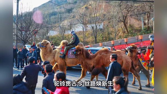 驼铃贯古今 丝路焕新生——蒋晓亮与东天山骆驼队的文化远征#今日热门话题🔥 #现实与社会 #社会现象分析
当33峰骆驼的蹄印踏上古丝路,当蒋晓亮带领30名队员的身影穿越荒漠,这场从新疆巴里坤到河南洛阳的3000公里远征,早已超越徒步本身。这位退休文旅局长以驼队为桥,搭建起跨地域文化交流的鲜活平台,更点燃了自媒体传播的燎原之火。
驼队是流动的文化驿站,更是双向奔赴的交流平台。从新疆的哈密大枣与甘肃的凉州月饼同台亮相,到天祝藏族锅庄舞与新疆黑走马共舞,沿途文旅联动、民众相迎,黄河文化与丝路文化在此邂逅交融 。洛阳老夫妇千里送黄河水土,“河南漂流哥”就地烹制热席,无数温暖互动让驼队成为连接东西的情感纽带。
文化交流在脚步中沉淀,更在镜头下传播。70%的队员化身自媒体创作者,蒋晓亮日更短视频、全程直播,粉丝量从9万飙升至12.9万,程巍发布近200条旅途视频,让驼铃声通过网络传遍全国 。#东天山骆驼队#话题引爆全网,直播间里的实时互动、无人区的惊险瞬间、各民族队员的团结情谊,让丝路故事直抵人心。
这场远征让古老丝路焕发新媒体活力,沿途风土人情通过短视频、直播成为流量焦点,既宣传了新疆文旅资源与特色物产,也让沿线城市的文化魅力被更多人看见。当驼队一步步逼近洛阳,这场跨越山河的文化之旅,早已成为新时代文化交流的典范。
跟随驼铃的节奏,见证文化的交融与传播,让我们共同期待东天山骆驼队抵达终点的高光时刻,为这场连接古今、联动东西的文化远征喝彩!