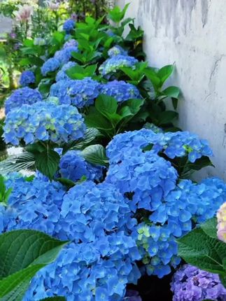 #绣球花 它的花朵大如球,非常惊艳,北方也可以户外过冬#爱生活爱养花 #庭院花园 #绣球 #绣球老桩