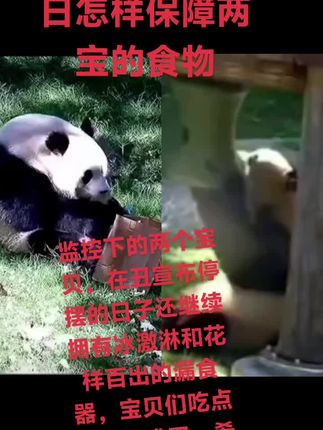 在丑国经济停摆的日子,两宝的生活和食物何来保障,希望可以早日回家。#大熊猫宝力#大熊猫青宝#熊猫小奇迹#大熊猫宝元#大熊猫白峰