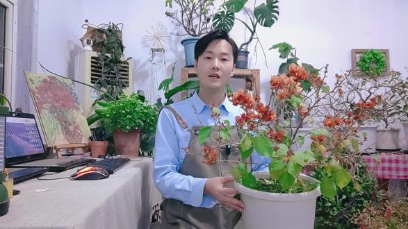 想要三角梅冬季开花美,必须狠心拔光叶子,越拔越好看! 大鱼花海;三角梅冬季掉叶子是怎么回事三角梅冬天叶子脱落怎么办冬天三角梅叶子一碰就掉的原因及解决方法三角梅冬天叶子全掉了三角梅冬天开花叶子发黄三角梅冬天叶子掉光了正常吗;#三角梅 #阳台花园 #家庭园艺 #分享养花日常 #约你去赏花