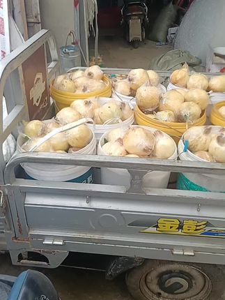 #怀远石榴 #白花玉籽上市了#口感特别好价格实惠