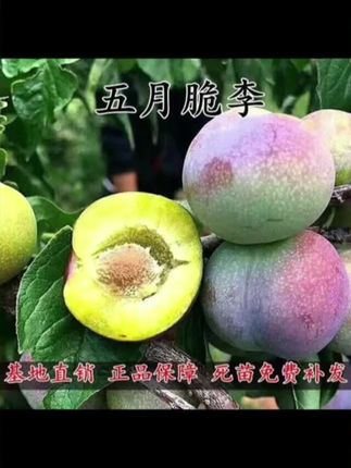 五月脆(又名早熟一点红)凤凰李四川眉山嫁接脱骨脆李子中华树苗#五月脆#李子#脱骨李