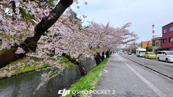 青森弘前公园#青森 #弘前公园