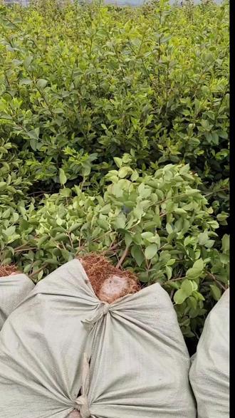 油茶林能养蜜蜂吗#油茶苗 #蜜蜂养殖