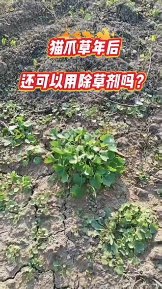 #猫爪草#猫爪草除草剂#猫爪草浇越冬水#黑白猫源头厂家
猫爪草年后还可以用除草剂吗?