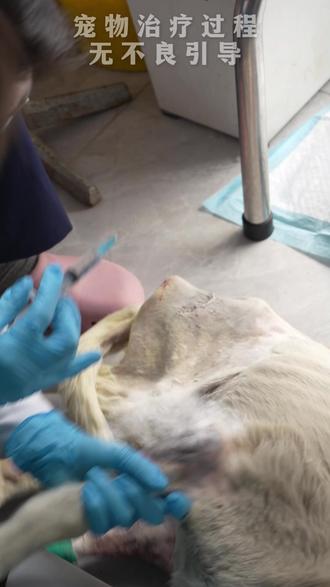 大雪的沈阳,路中间的一只只剩下一条腿的“布鲁斯” 流浪小狗惨遭车祸,三条腿全部都骨折了,寒冷的大雪天,只能用仅剩的一条前腿,来拖拽残破的身躯,裸露在外的伤口在地面不断地摩擦。原来坏的不是车,而是开车的人#流浪犬 #宠物救助 #救助流浪狗 #宠物干细胞