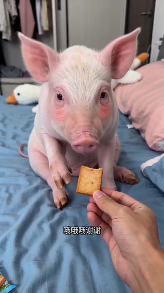 #AI鱼豆腐误会风波 #随变ai随便玩 #随变一拍都很夯 #可爱小猪