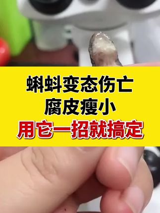 蝌蚪变态伤亡,腐皮瘦小,用它一招就搞定#蝌蚪变态 #腐皮 #牛蛙腐皮 #蝌蚪技术 #蛙烂身
