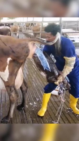 农场里喂养小牛犊 #神奇动物在抖音