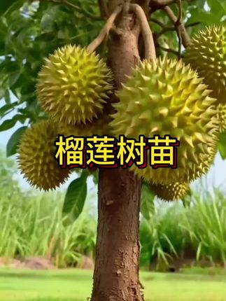 榴莲泰国金枕猫山王盆栽地栽庭院南北方耐寒带土带叶 #榴莲苗#种植#果树#果树苗种植#树苗