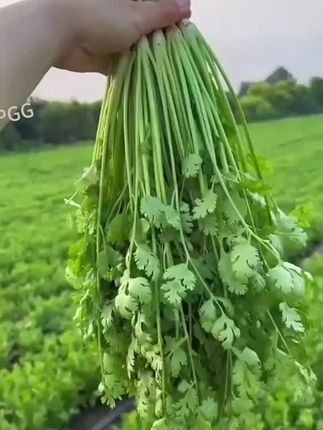 【5包】大叶香菜种子耐热耐抽薹芫荽种籽春秋四季蔬菜盆栽蔬#香菜种子 #香菜种子四季 #香菜种子种植方法 #大叶香菜种子 #大叶香菜