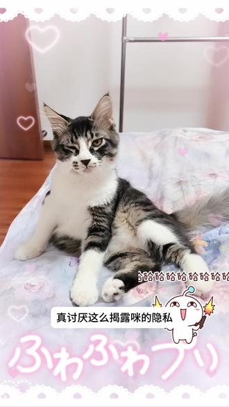 谁懂啊!我家小猫会拿地板蹭屁股 谁家小猫会这样😂
拉完粑粑屁股不干净,就只能在地上蹭来蹭去。
看着好笑,但其实它就是屁屁不舒服、自己清理不干净。
养猫真的要多观察这些小细节。
⚠️如果频繁蹭屁股,一定要带去医院检查#养猫日常#新手养猫#猫咪小细节